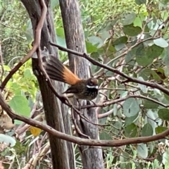 Rhipidura rufifrons (Rufous Fantail) at Wandiyali-Environa Conservation Area - 28 Feb 2022 by Wandiyali