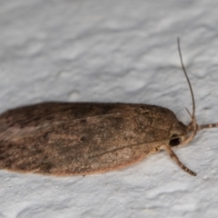 Garrha repandula at Melba, ACT - 4 Jan 2022 11:31 PM