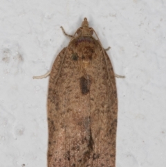 Meritastis (genus) (A Bell moth (Tortricinae)) at Melba, ACT - 4 Jan 2022 by kasiaaus