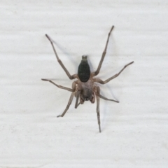 Clubiona sp. (genus) (Unidentified Stout Sac Spider) at Googong, NSW - 14 Feb 2022 by WHall