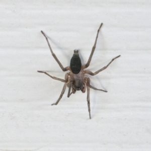 Clubiona sp. (genus) at Googong, NSW - 14 Feb 2022