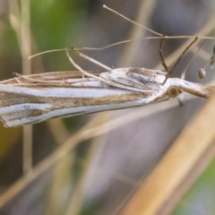 Hednota species near grammellus at Googong, NSW - 27 Feb 2022 01:00 PM