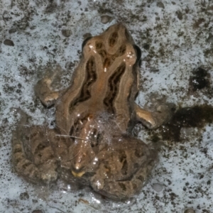 Crinia sp. (genus) at Googong, NSW - 24 Feb 2022