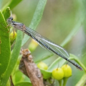 Xanthagrion erythroneurum at Googong, NSW - 27 Feb 2022 01:17 PM