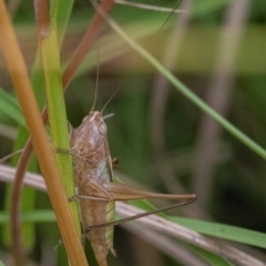 Conocephalus upoluensis (Meadow Katydid) at Googong, NSW - 27 Feb 2022 by WHall