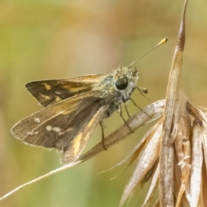 Taractrocera papyria at Googong, NSW - 27 Feb 2022