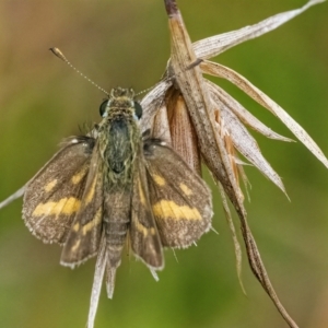 Taractrocera papyria at Googong, NSW - 27 Feb 2022