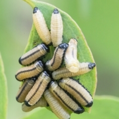 Paropsisterna cloelia (Eucalyptus variegated beetle) at Googong, NSW - 27 Feb 2022 by WHall