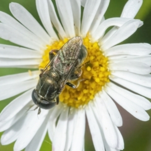 Eumerus sp. (genus) at Googong, NSW - 27 Feb 2022