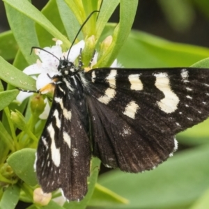 Phalaenoides tristifica at Googong, NSW - 27 Feb 2022