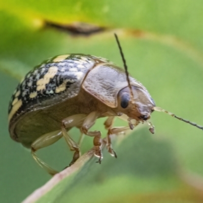 Paropsis pictipennis (Tea-tree button beetle) at Googong, NSW - 27 Feb 2022 by WHall