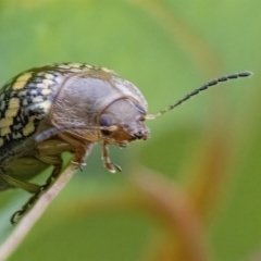 Paropsis pictipennis at Googong, NSW - 27 Feb 2022