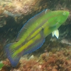 Pictilabrus laticlavius (Senator Wrasse) at Hyams Beach, NSW - 28 Feb 2022 by AnneG1