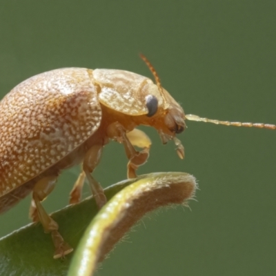 Paropsis atomaria (Eucalyptus leaf beetle) at Googong, NSW - 27 Feb 2022 by WHall