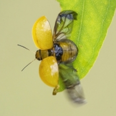 Paropsisterna cloelia (Eucalyptus variegated beetle) at Googong, NSW - 27 Feb 2022 by WHall