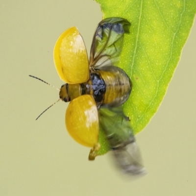 Paropsisterna cloelia (Eucalyptus variegated beetle) at Googong, NSW - 27 Feb 2022 by WHall