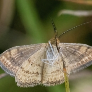 Scopula rubraria at Googong, NSW - 27 Feb 2022