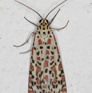 Utetheisa pulchelloides at Melba, ACT - 4 Jan 2022