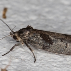 Oecophoridae (family) at Melba, ACT - 4 Jan 2022 11:39 PM