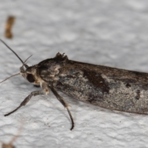 Oecophoridae (family) at Melba, ACT - 4 Jan 2022 11:39 PM