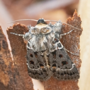 Proteuxoa sanguinipuncta at Googong, NSW - 19 Feb 2022