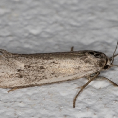 Philobota productella (Pasture Tunnel Moth) at Melba, ACT - 4 Jan 2022 by kasiaaus