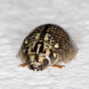 Paropsisterna decolorata at Melba, ACT - 4 Jan 2022