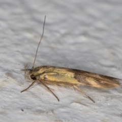 Stathmopoda crocophanes (Yellow Stathmopoda Moth) at Melba, ACT - 4 Jan 2022 by kasiaaus