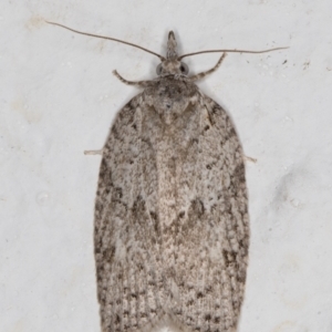 Isotenes miserana at Melba, ACT - 4 Jan 2022 11:51 PM