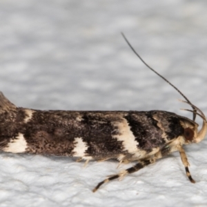 Macrobathra leucopeda at Melba, ACT - 5 Jan 2022 11:25 PM