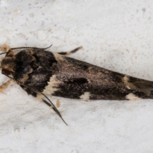 Macrobathra leucopeda at Melba, ACT - 5 Jan 2022 11:25 PM