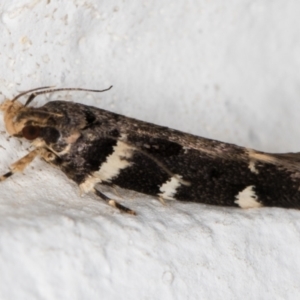 Macrobathra leucopeda at Melba, ACT - 5 Jan 2022