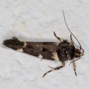 Macrobathra leucopeda at Melba, ACT - 5 Jan 2022