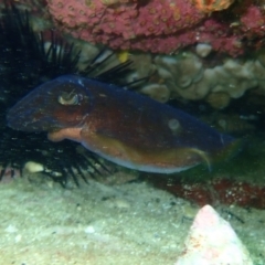 Sepia sp. (genus) at Hyams Beach, NSW - 28 Feb 2022 11:07 AM