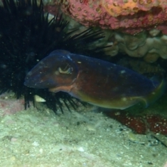 Sepia sp. (genus) at Hyams Beach, NSW - 28 Feb 2022 11:07 AM