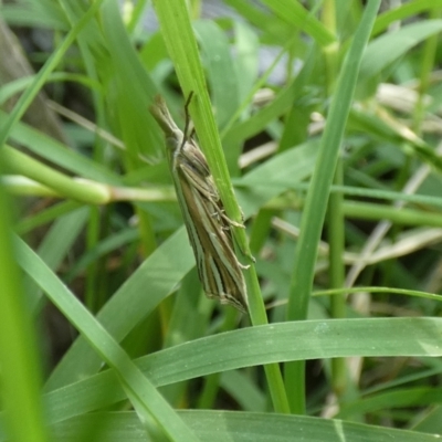 Hednota relatalis (A Crambid moth) at McKellar, ACT - 20 Feb 2022 by Birdy