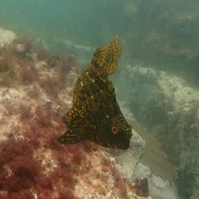 Unidentified Marine Fish Uncategorised at Hyams Beach, NSW - 28 Feb 2022 by AnneG1