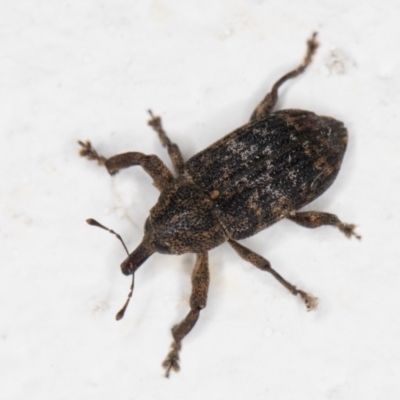 Parorthorhinus aethiops (A weevil) at Melba, ACT - 5 Jan 2022 by kasiaaus