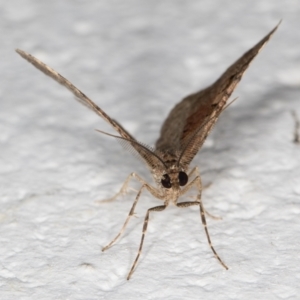 Epyaxa (genus) at Melba, ACT - 5 Jan 2022