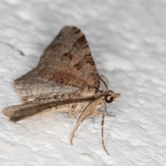 Epyaxa (genus) at Melba, ACT - 5 Jan 2022 11:47 PM