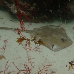 Trygonoptera testacea at Hyams Beach, NSW - 27 Feb 2022 by AnneG1