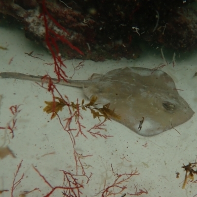 Trygonoptera testacea at Hyams Beach, NSW - 27 Feb 2022 by AnneG1