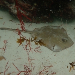 Unidentified Shark / Ray at Hyams Beach, NSW - 27 Feb 2022 by AnneG1