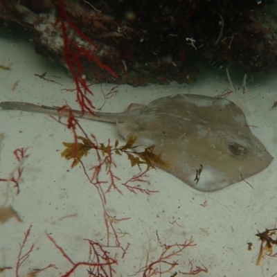 Unidentified Shark / Ray at Hyams Beach, NSW - 27 Feb 2022 by AnneG1