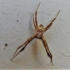 Gea theridioides (An orb weaver spider) at Wanniassa, ACT - 27 Feb 2022 by JohnBundock