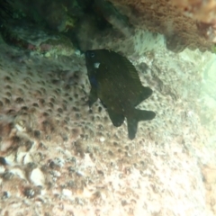 Parma microlepis (White-ear) at Hyams Beach, NSW - 28 Feb 2022 by AnneG1