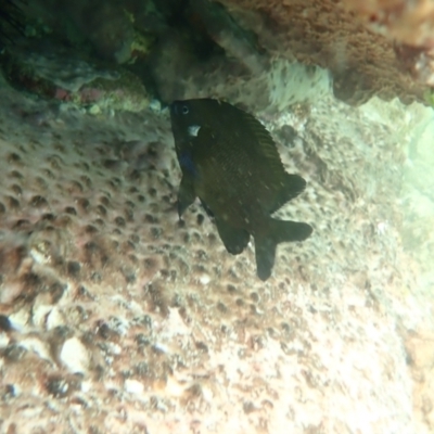 Parma microlepis (White-ear) at Hyams Beach, NSW - 28 Feb 2022 by AnneG1