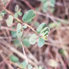 Euphorbia dallachyana (Mat Spurge, Caustic Weed) at Bass Gardens Park, Griffith - 28 Feb 2022 by SRoss