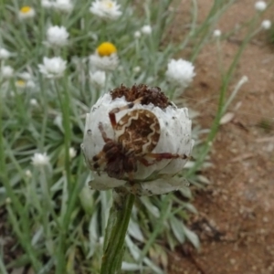 Araneus hamiltoni at Molonglo Valley, ACT - 28 Feb 2022