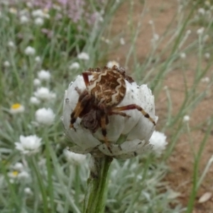 Araneus hamiltoni at Molonglo Valley, ACT - 28 Feb 2022 11:46 AM